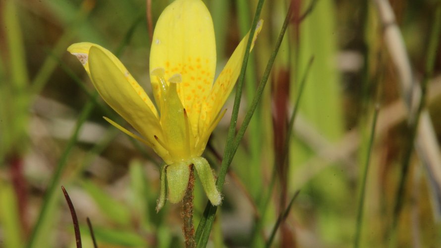 Flemming Thorning-Lund