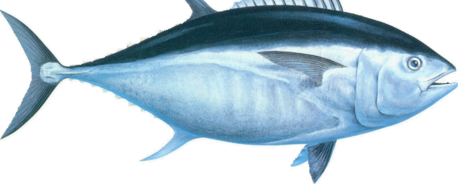 www.europacifictuna.com
